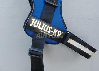 سرج كلب للبيع 