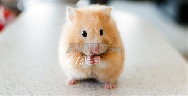hamster normal et russe