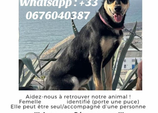 Recherche chien 