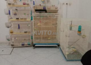 اقفاص مع الفيراخ الكناري