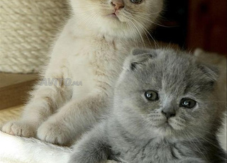 Scottish fold