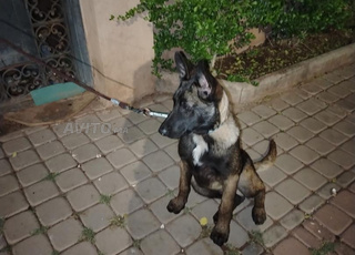 Chien malinois charbonnier 