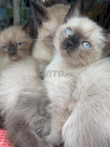 siamois et dautre race