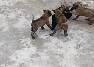 malinwa Bein charboni