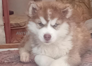 huysky mâle avec yeux bleu et yeux marron