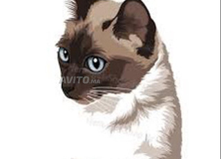 chat siamois قطط سيامو