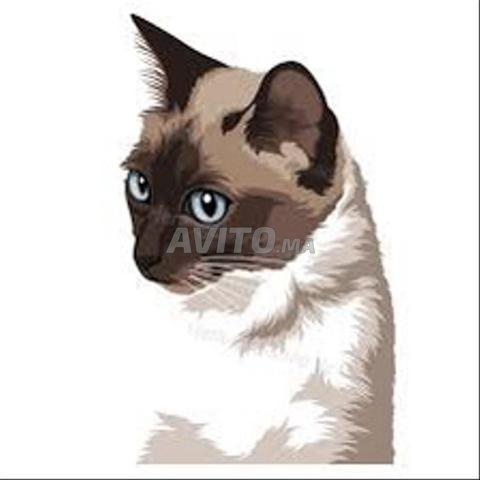 chat siamois قطط سيامو