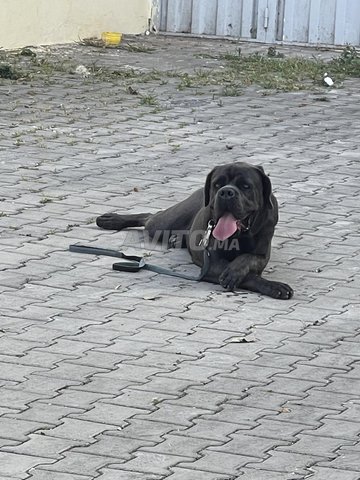 Chien cane corso pedigree bien dressé 