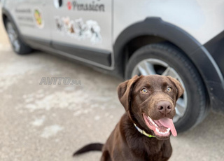 labrador chocolat chien