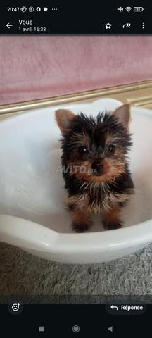 Yokchére toy A vendre 