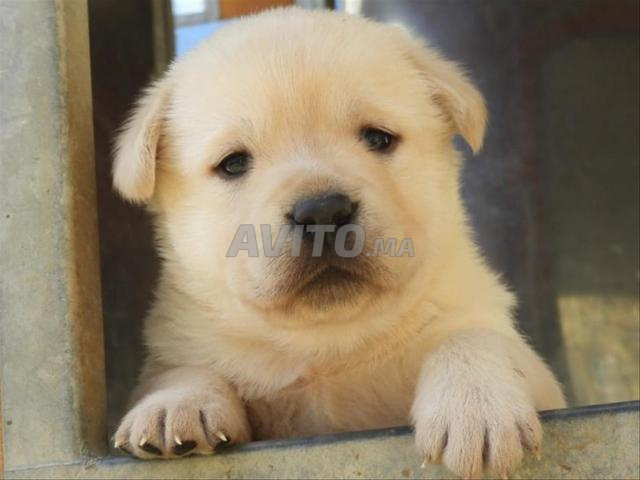 choit bébé berge swiss