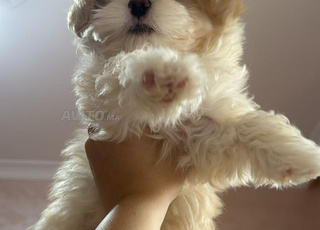 Bichon 2 mois avec carnet de santé 