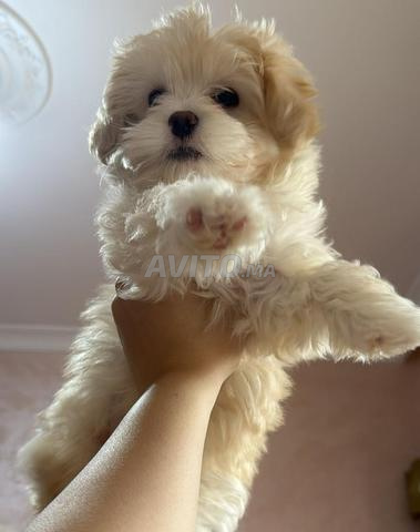 Bichon 2 mois avec carnet de santé 