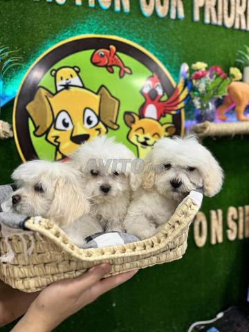 bichons / caniche et tout type de race