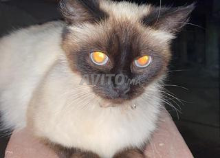 بيع قطة سيامي