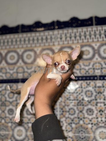 magnifique chiot chihuahua