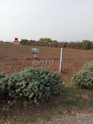 على شانطي خميس سيدي محمد بن رحال  70.000 للخدام 