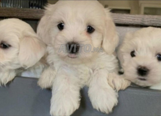 Tous les races chien a vendre