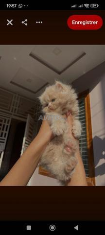 top chat persan femelle 