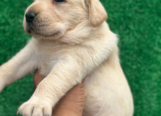 golden retriever chiot