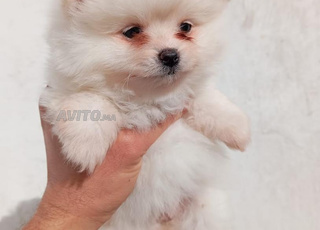 Spitz nain pomeranien