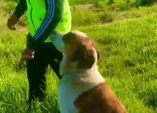 alabai femelle Chienne