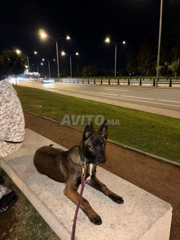 Berger malinois pure race charbonné - 2