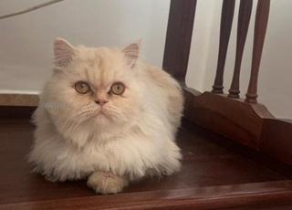 Appartement à vendre à Rabat