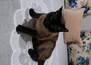 chat siamois a vendre