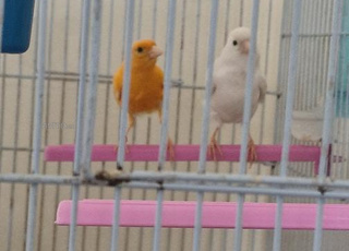 couple canaris avec cage 