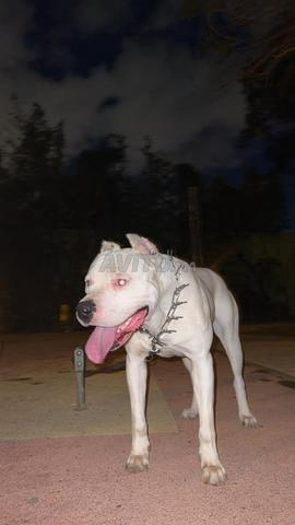 Dog argentin male  - 2