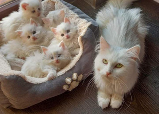 bébé chat ongora poilong 