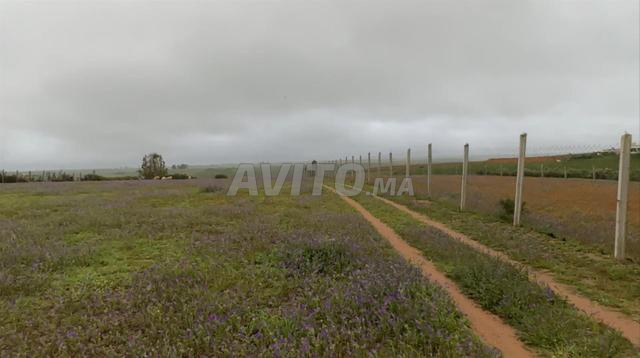 هكتار والف متر محفض مسيج قريب 9كم مدينة