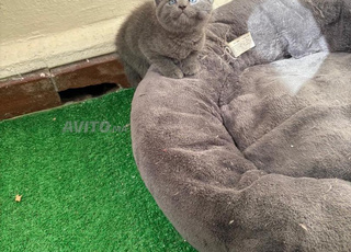 British&Chartreux 