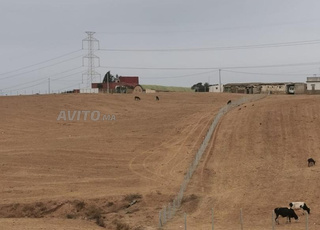 Ferme titrée de 4hectares à Sidi Bettache Zaer