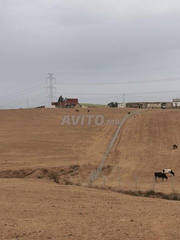 Ferme titrée de 4hectares à Sidi Bettache Zaer
