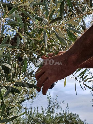  Huile d'Olive Extra Vierge BIO ONSSA