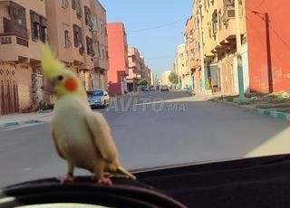 كالوبسيت مدرَّب ( طائر الكوكتيل)