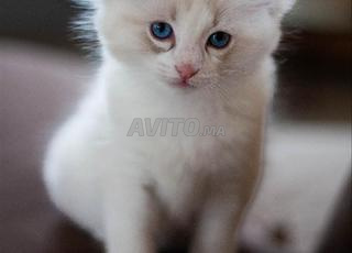 ragdoll bébé puer ras 