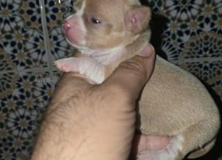 chihuahua chien