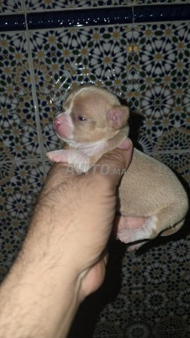 chihuahua chien