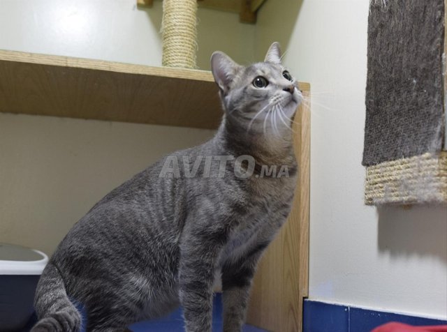 chat a donner gratuitement 