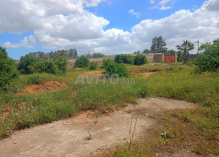 terrain de 1000 m2 et plus à vendre 