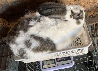 بابيون ازرق