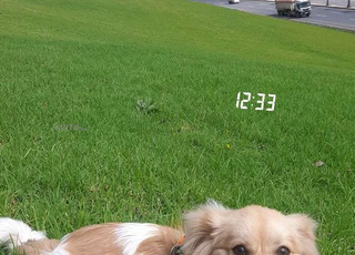 Chien de race Kokoni