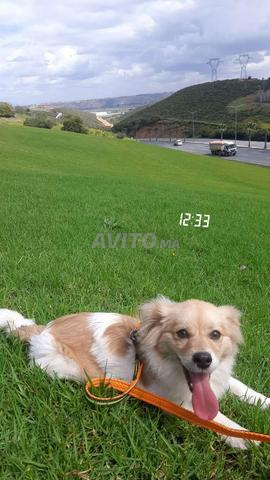 Chien de race Kokoni