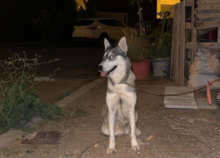 husky femelle tres calme