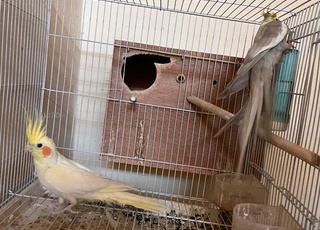 oiseaux inséparable couple 