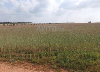 Ter titre 6ha Ain johra Tiflet