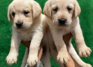 golden retriever chien